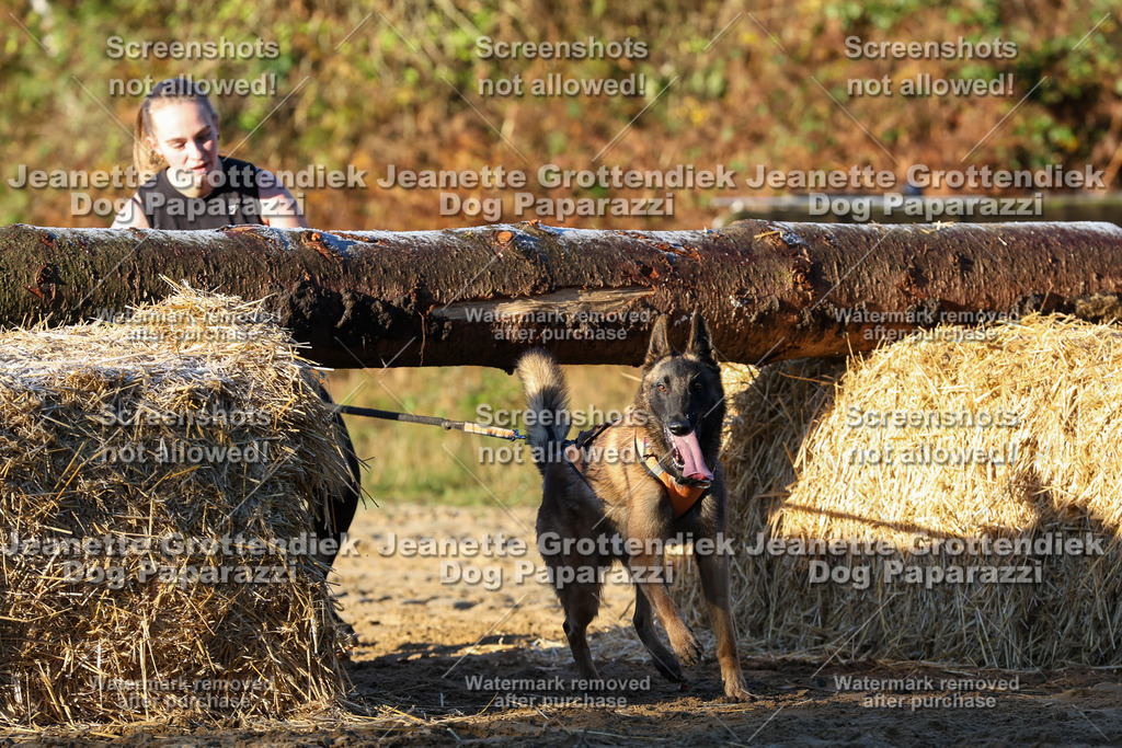 Dog Paparazzi - Strongdog 10-25-775 | Dog Paparazzi Jeanette Grottendiek Fotografie & Videografie - Realisiert mit Pictrs.com