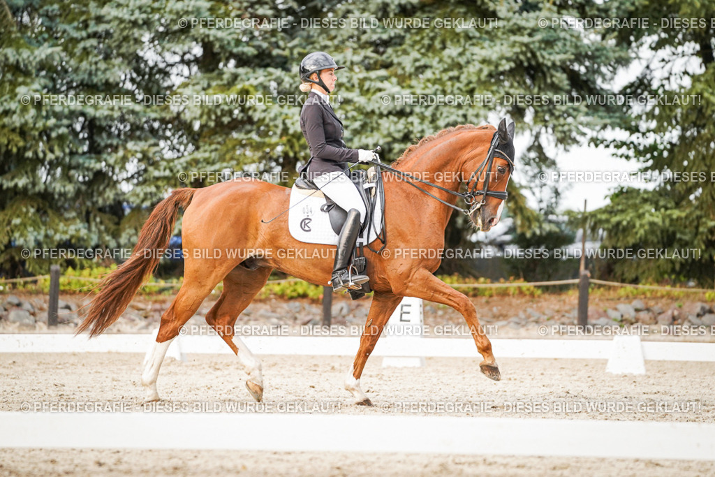 DSC09286 | Pferdegrafie