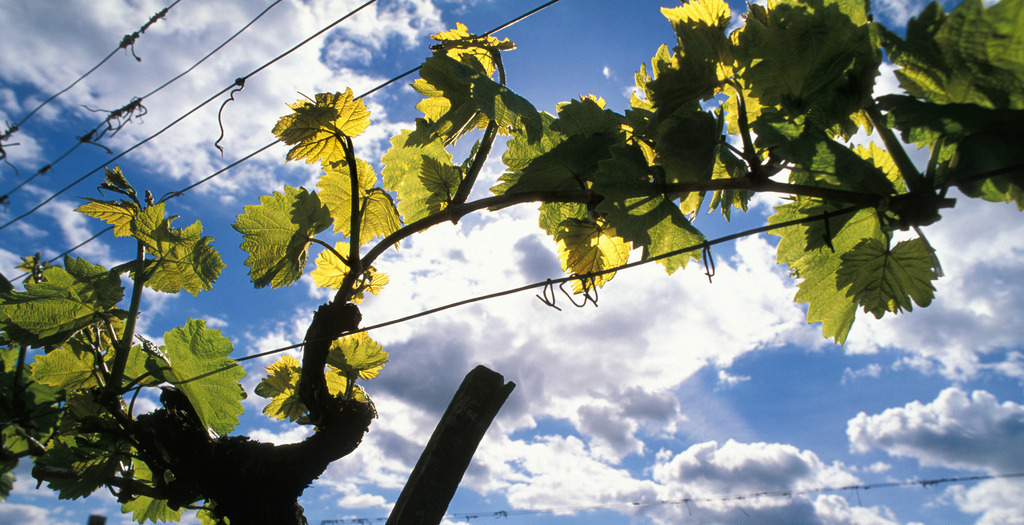Weinstock gegen bewölkten Himmel | Austria: Weinstock gegen bewölkten Himmel. - Realisiert mit Pictrs.com