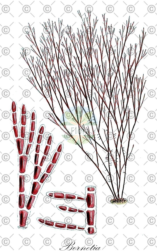 HistAbb_wfo-0000569122_1_ENZY_Simple | Historische Abbildung von Bornetia - Ceramiaceae (0) | Historical Illustration of Bornetia - Ceramiaceae (0)