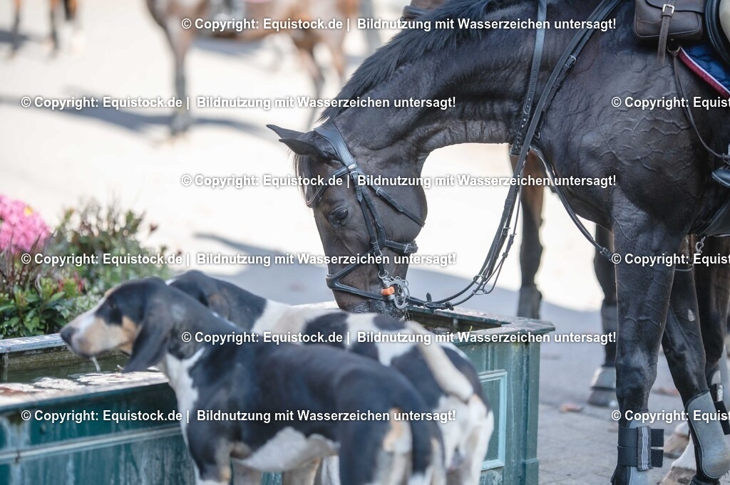 20251011_Jagd-Marbach_0640 | Foto: Thomas Hartig