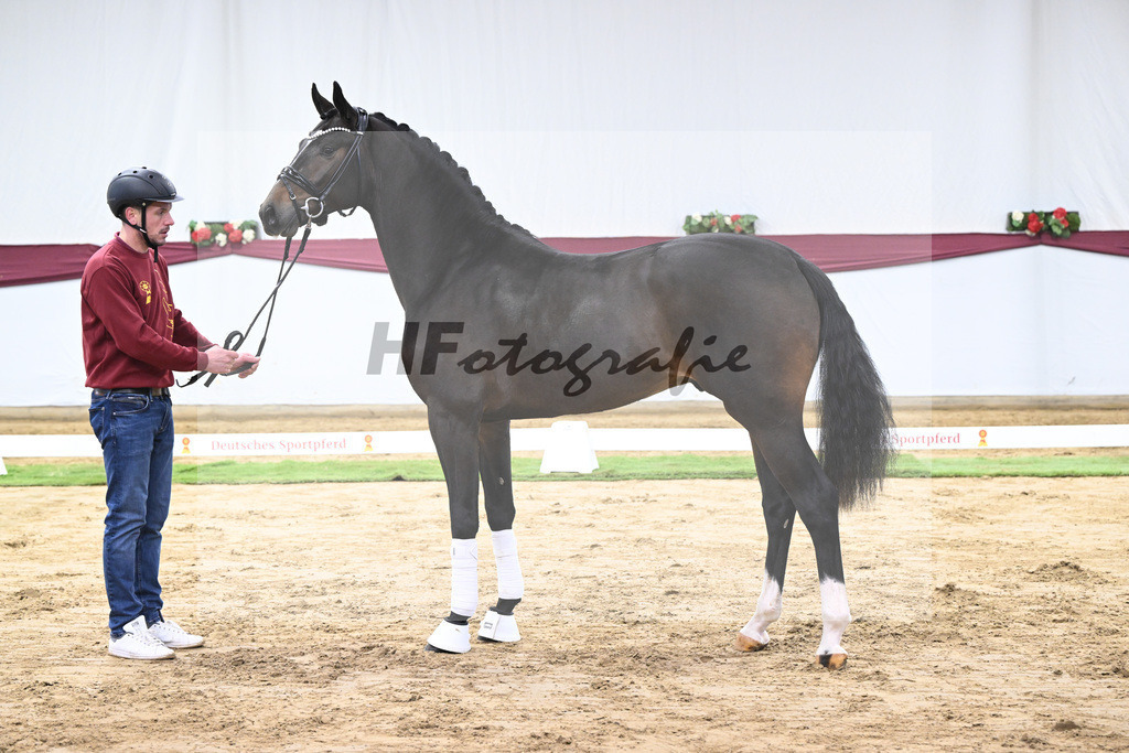 Kat-Nr. 53 Escanto PS x Dancier_Patrick Pongratz_47251972 | hf-fotografie - Realisiert mit Pictrs.com