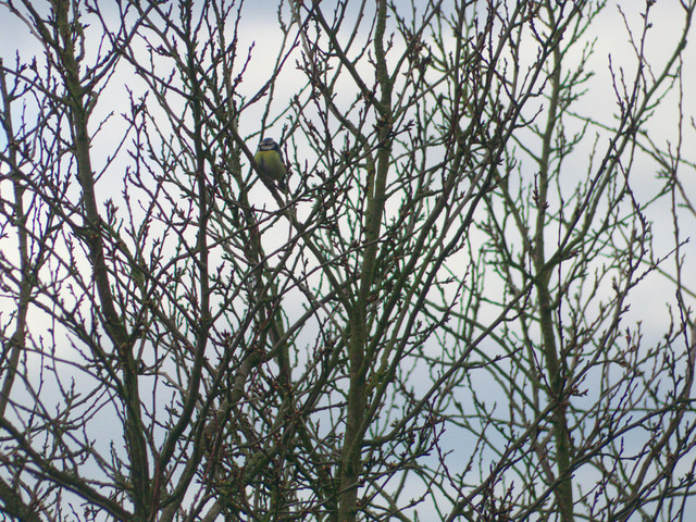 Blaumeise im Apfelbaum_2 | Verkauf von Fotos und  Videoclips zumThema Natur.Motive sind Pflanzen, Tiere, Landschaftenund Wetter - Realisiert mit Pictrs.com