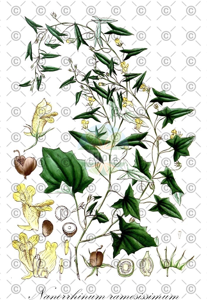 HistAbb_wfo-0000703151_1_ENZY_Simple | Historische Abbildung von Nanorrhinum ramosissimum - Plantaginaceae | Historical Illustration of Nanorrhinum ramosissimum - Plantaginaceae