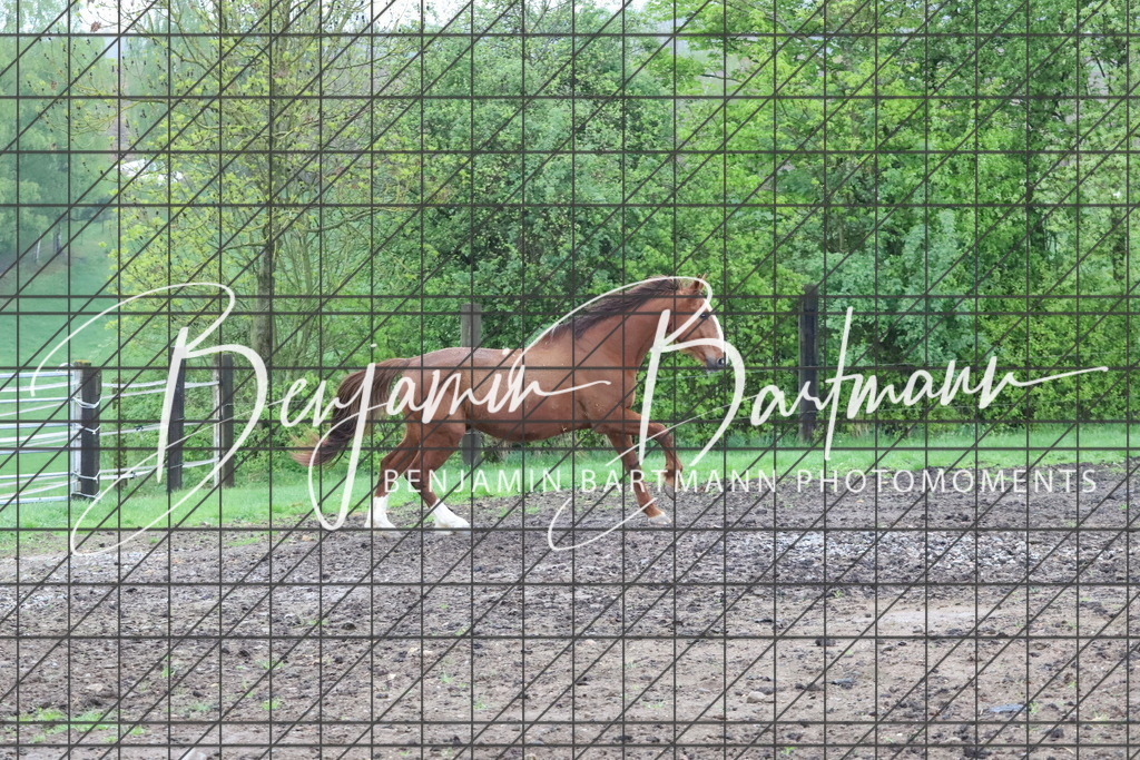 IMG_4242 | Benjamin Bartmann Photomoments