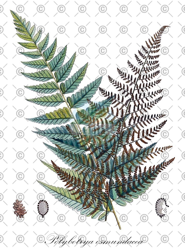 HistAbb_wfo-0000395455_1_ENZY_Simple | Historische Abbildung von Polybotrya osmundacea - Dryopteridaceae | Historical Illustration of Polybotrya osmundacea - Dryopteridaceae