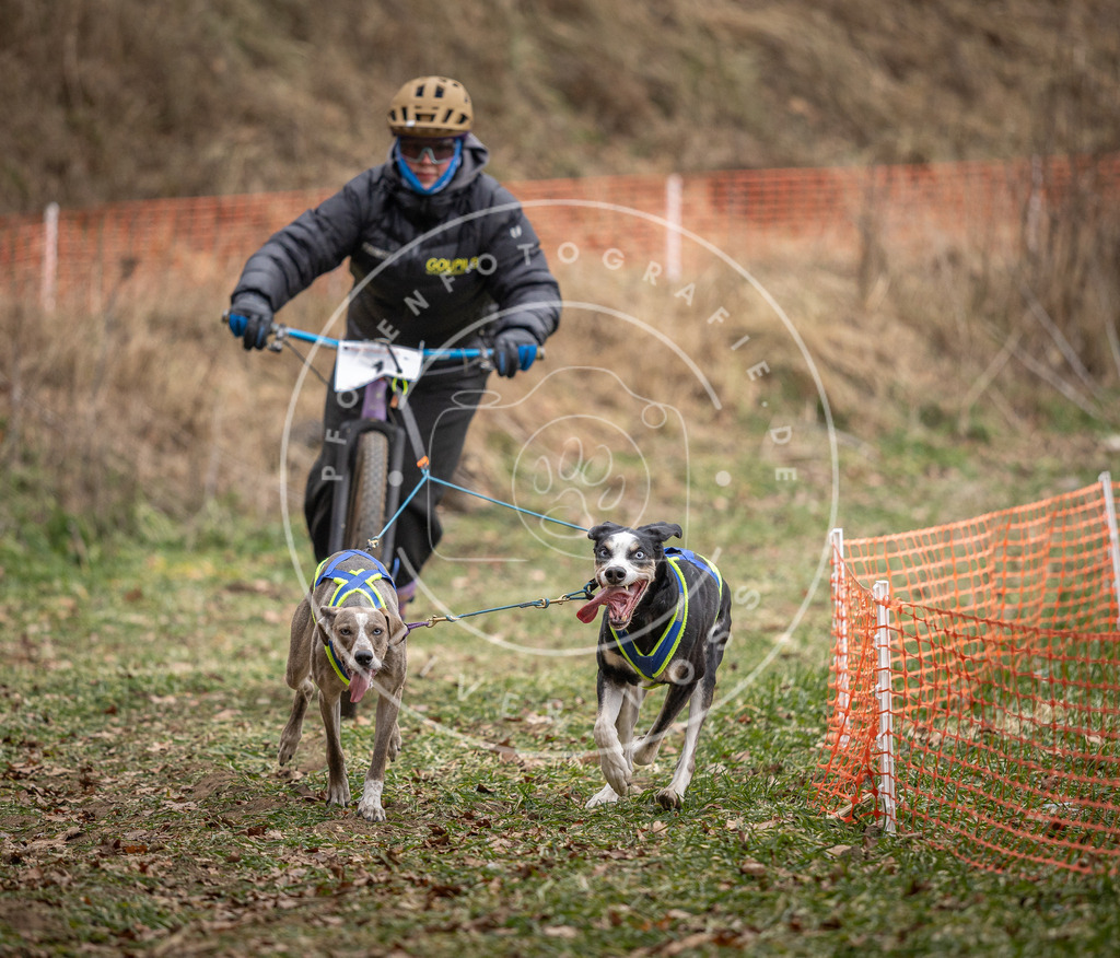 Pfotenfotografie_DV3A6631 | Hundefotografie, Tierfotograf, Pfotenfotografie, Fotoshooting Hund, Hunde Portrait, Hundesport, Hundeportraits, Heideshooting, Hunde, Sportfotograf, Hundefotograf, Turnierhundsport, THS,  - Realisiert mit Pictrs.com