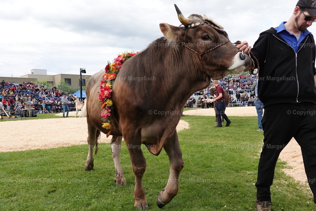 DSC00688 | Schwingen - Realisiert mit Pictrs.com