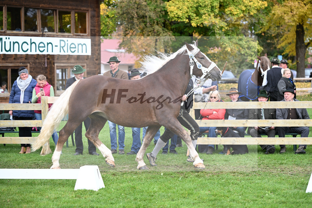 Kat-Nr. 59 Esmiralda v. Schanino_Gilg_41251303 | hf-fotografie - Realizzato con Pictrs.com