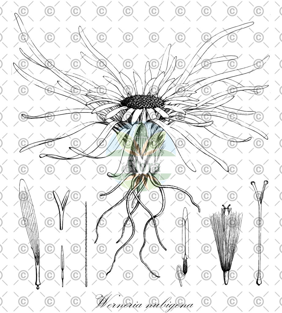 HistAbb_wfo-0001161974_2_ENZY_Simple | Historische Abbildung von Werneria nubigena - Asteraceae | Historical Illustration of Werneria nubigena - Asteraceae