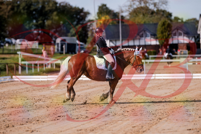2026_10_03_Siefer-Hof_114425_Z81_87270869 | Professionelle Reitsport-, Turnier- und Eventfotografie von Robert Broda. Galerien mit ausgewählten und bearbeiteten Bildern direkt online ansehen und bestellen.