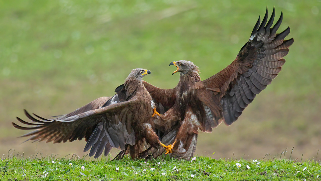 Wandbild - Duell der Könige | Das beeindruckende Bild zeigt zwei majestätische Raubvögel in einem intensiven Kampf. Ihre kraftvollen Flügel sind weit ausgebreitet, während sie sich auf dem grünen Rasen gegenüberstehen und mit ihren scharfen Krallen und Schnäbeln aufeinander losgehen. Der linke Vogel hat einen starren Blick auf seinen Gegner gerichtet, während der rechte Vogel den Schnabel weit geöffnet hat, als ob er laut schreit. Die Federn der Raubvögel sind in verschiedenen Brauntönen gehalten, die die Struktur und Kraft ihrer Flügel betonen. Der Hintergrund ist unscharf und grün, was die Dynamik des Moments hervorhebt und den Fokus auf die kämpfenden Vögel legt. Kleine weiße Blüten im Gras verleihen der Szene einen friedlichen Kontrast zu dem dramatischen Duell.