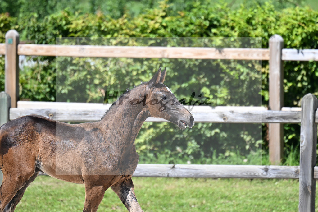 Kat-Nr. 24 Va Bene x Dante Weltino_HF_Winklmaier_24250577 | hf-fotografie - Realisiert mit Pictrs.com