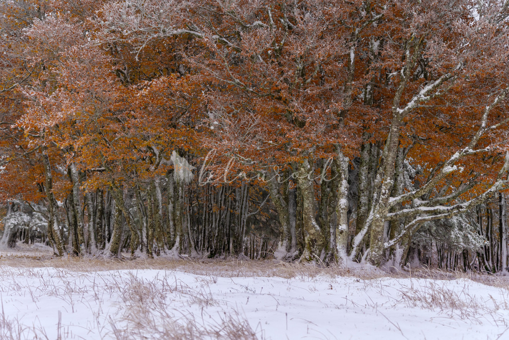 Natur_00010 | Sportbilder, Sportfotograf, Hochzeits- und Eventfotografin, Flugshows, Portraits und Tiershooting, Aviation, Downhill, Nationalleague, Swissleague, International