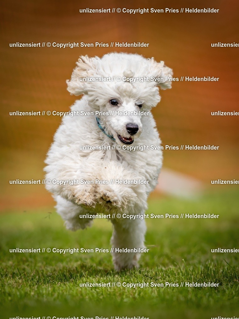 Sven Pries | 2024-09-22 - Hunderennen Baden-BadenPudelverein - Realisiert mit Pictrs.com