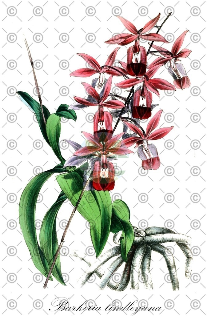 HistAbb_wfo-0000317565_1_ENZY_Simple | Historische Abbildung von Barkeria lindleyana - Orchidaceae | Historical Illustration of Barkeria lindleyana - Orchidaceae