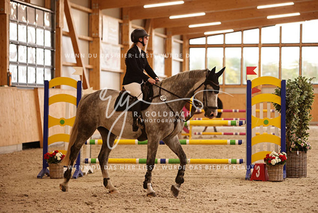 1J2A4100Alina Maack_ Karat du Scal__ Kn302_ Hohen Wieschendorf_ Glantz | Foto- und Videografie für alles rund ums Pferd. Hochwertige Bilder und Videos vom Spring- und Dressurreiten, Voltigieren & mehr. Jetzt aktuelle Veranstaltungen und Preise im Shop ansehen. - Realisiert mit Pictrs.com