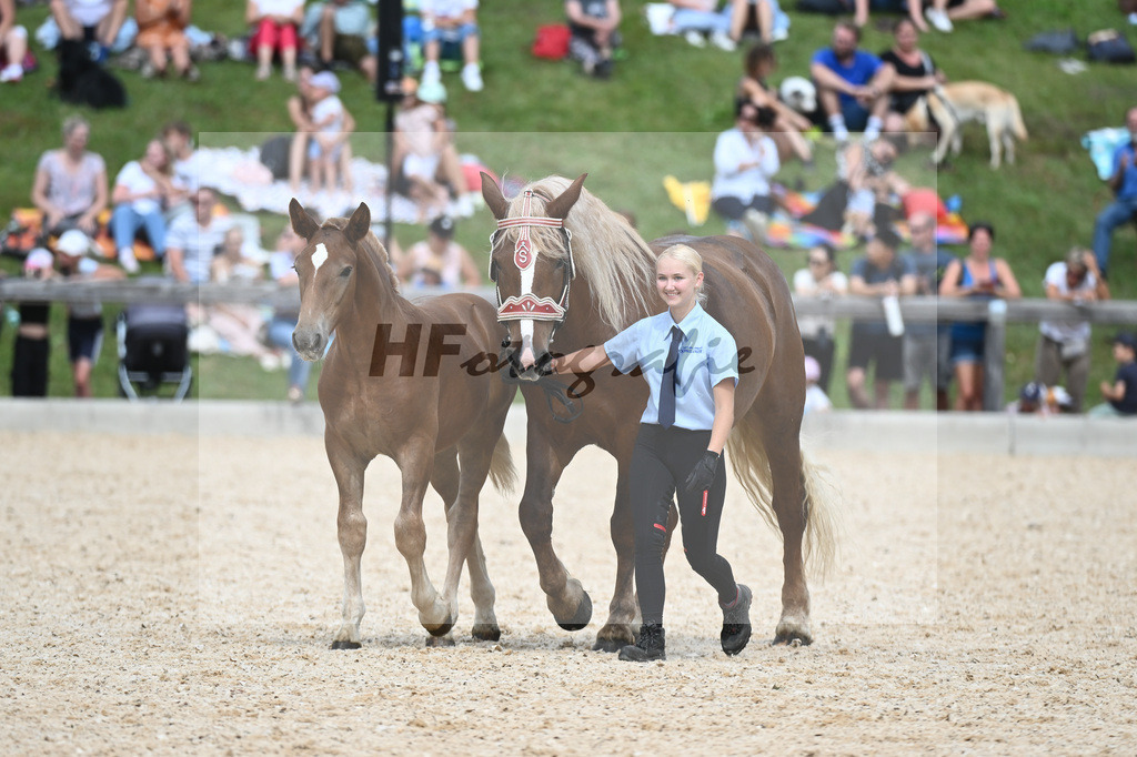 Stuten mit Fohlen_36240410 | hf-fotografie - Realisiert mit Pictrs.com