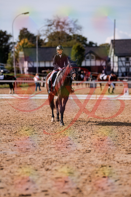 2026_10_03_Siefer-Hof_133915_Z81_99132054 | Professionelle Reitsport-, Turnier- und Eventfotografie von Robert Broda. Galerien mit ausgewählten und bearbeiteten Bildern direkt online ansehen und bestellen.