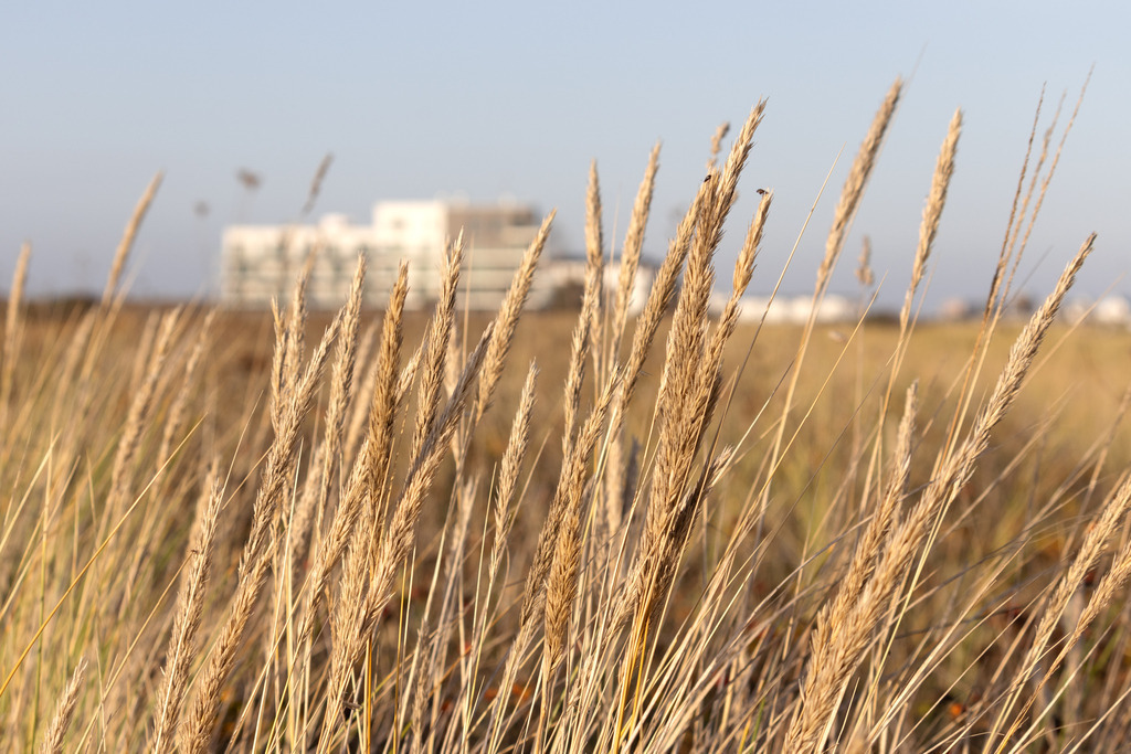 Wandbild: Strandhafer mit Blick in Richtung Olpenitz | Dieses Wandbild im Querformat zeigt Strandhafer am Strand in Weidefeld. Im Hintergrund, in der Unschärfe, sind die Ferienwohnungen in Olpenitz zu sehen.   - Realisiert mit Pictrs.com