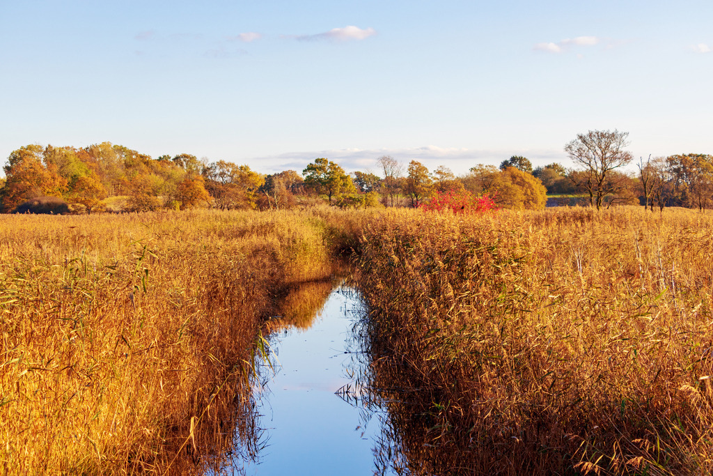 Wandbild: Herbst in Lindaunis | Diese Wandbild im Querformat zeigt Lindaunis im Herbst. Im Vordergrund befindet sich die Lindauer Au in der sich das am Ufer stehende Schilf spiegelt. In der Ferne sind viele herbstliche Bäume zu sehen. Der blaue Himmel ist fast wolkenlos.  - Realisiert mit Pictrs.com