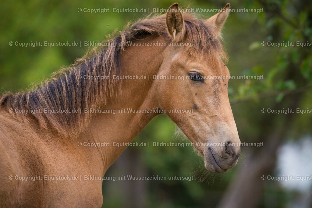 20150913_Fohlen_0040 | equistock