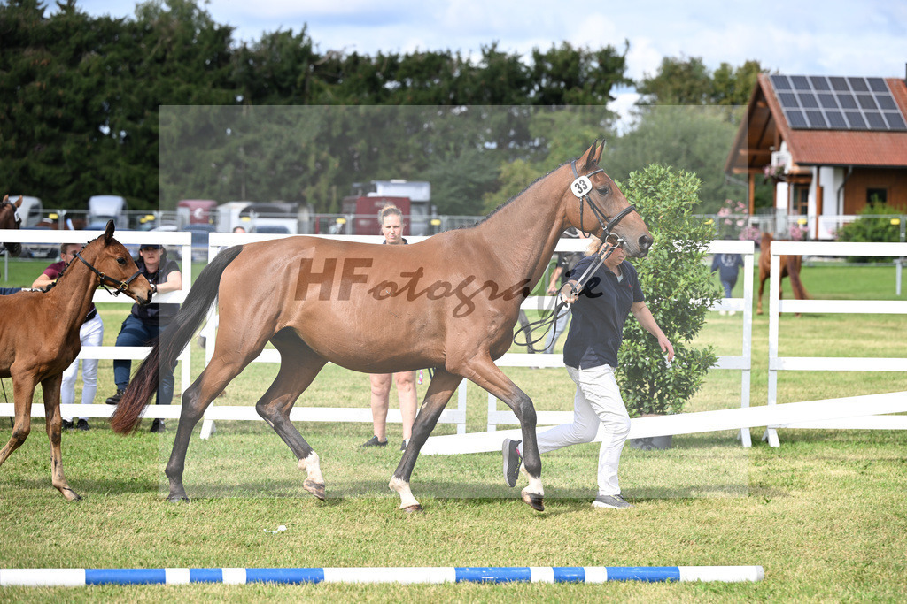 Kat-Nr. 33 La Vida Loca K v. For Gold_Kaehler_30250838 | hf-fotografie - Realisiert mit Pictrs.com