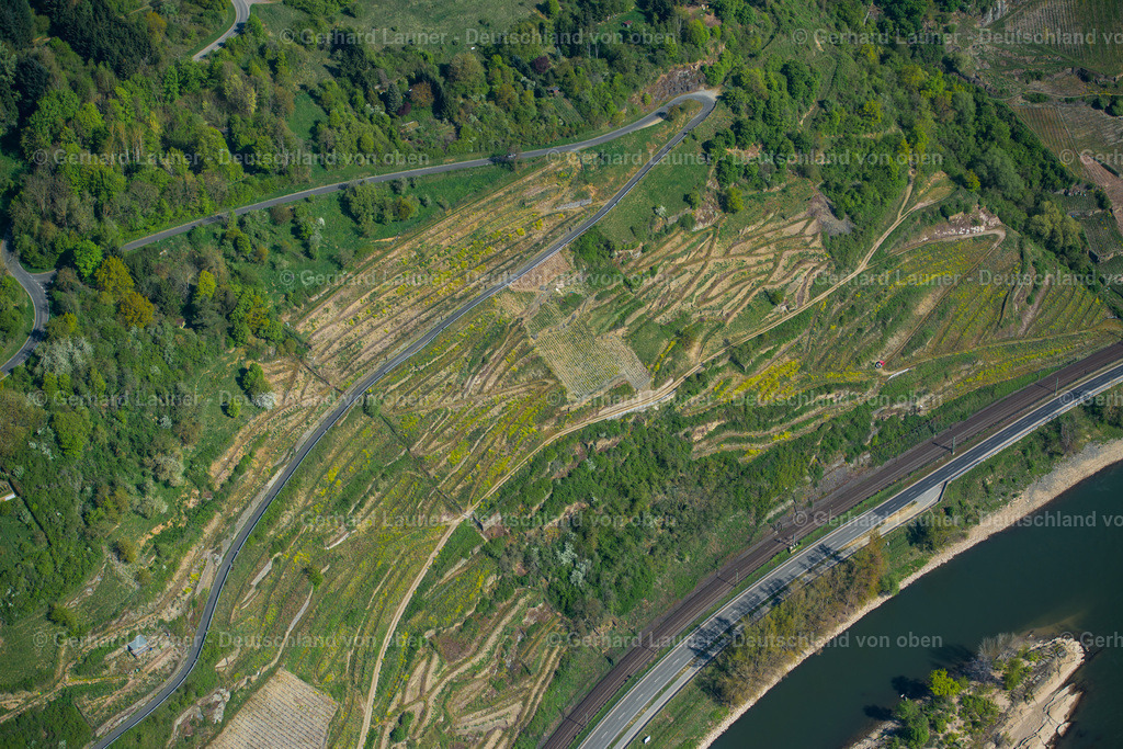 3490509 | Weinberge bei Oberwesel