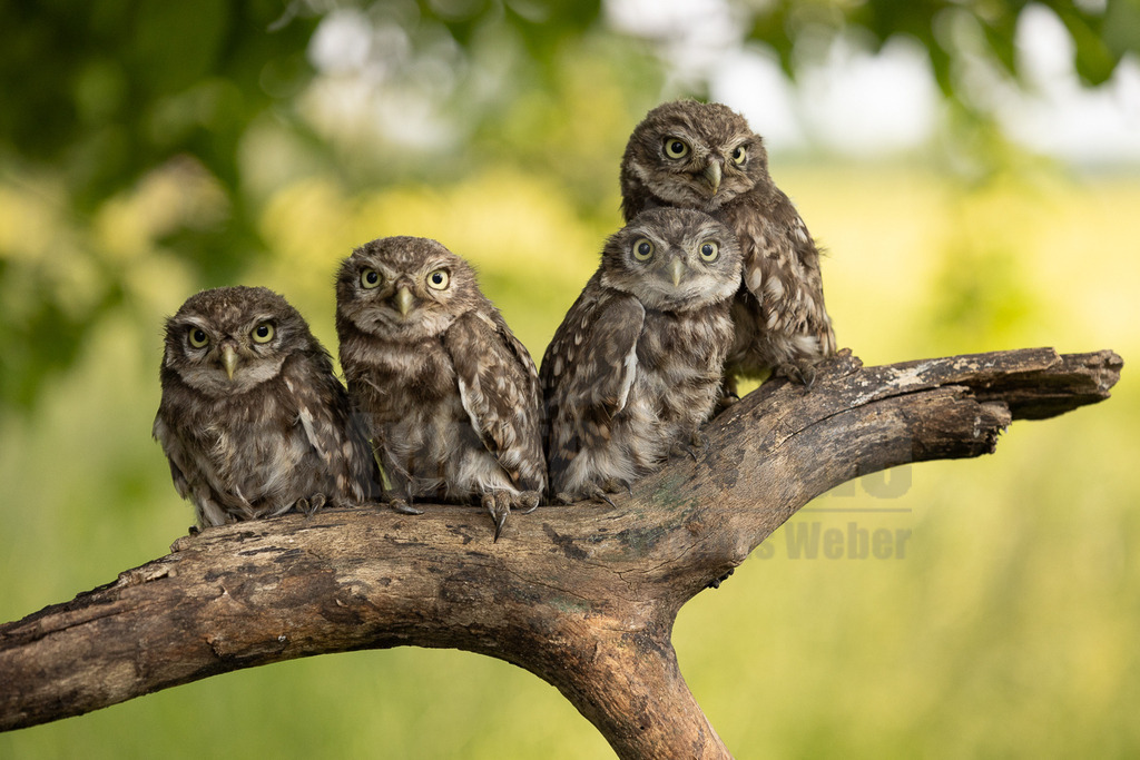R5NF4050-20230607 | Der Steinkauz ist eine kleine, kurzschwänzige Eulenart aus der Familie der Eigentlichen Eulen. Das Verbreitungsgebiet des Steinkauzes erstreckt sich über Eurasien und Nordafrika. Er ist ein charakteristischer Bewohner der Baumsteppe mit spärlicher oder niedriger Vegetation und jagt bevorzugt auf dem Boden.  - Realisiert mit Pictrs.com