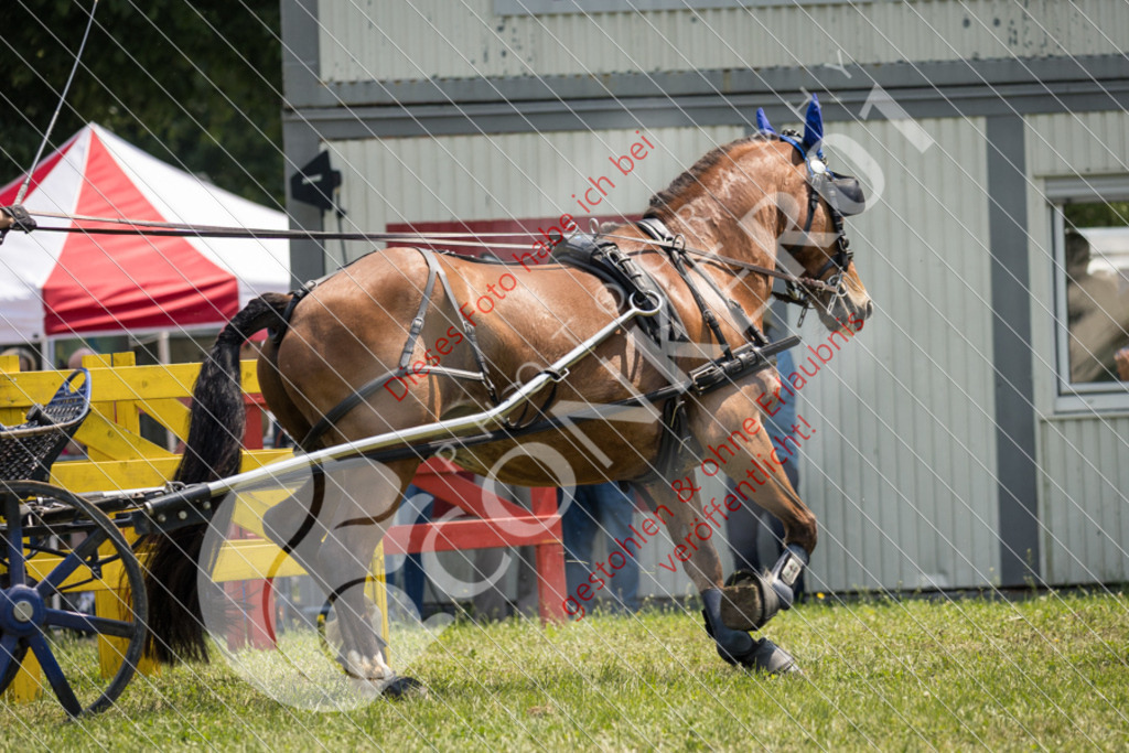 IMG_8644 | Sport-, Event- und Tierfotos in Profiqualität. Einfach auswählen, bestellen und herunterladen. Dein Moment – perfekt festgehalten.