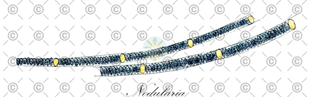HistAbb_wfo-0001024187_1_ENZY_Simple | Historische Abbildung von Nodularia - Microchaetaceae (0) | Historical Illustration of Nodularia - Microchaetaceae (0)