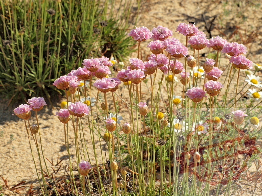 Sea thrift flowers blooming in coastal sand landscape. Algarve - Silves | Pink Armeria maritima blooming in sandy coastal nature with other vegetation - Realisiert mit Pictrs.com
