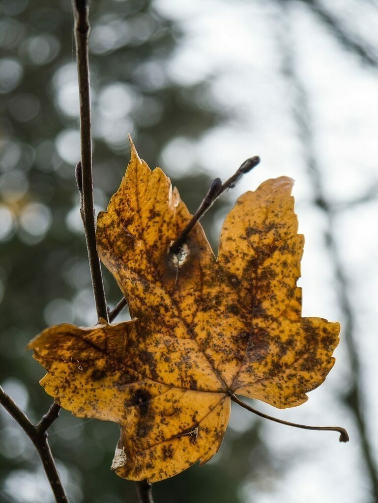 PSX_20221103_220856 | mtkfoto_ - Realisiert mit Pictrs.com