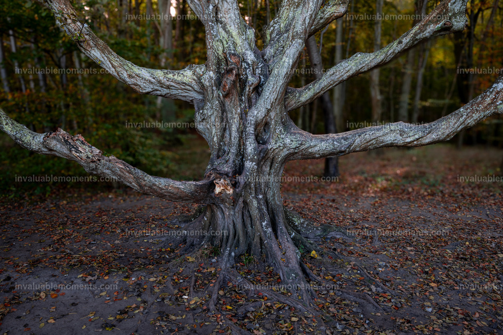 Rügen-9 | invaluablemoments.com - Realisiert mit Pictrs.com