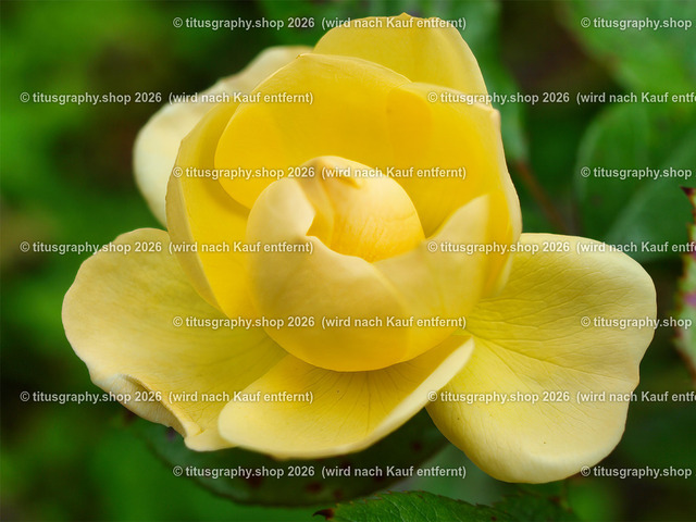 titusgraphy_P7173280-vz-ln | titusgraphy-shop: Geschenkideen mit Qualitätsfotos. titusgraphy-shop: gift ideas with quality photos. titusgraphy-shop: idées cadeaux avec photos de qualité.  - Realisiert mit Pictrs.com