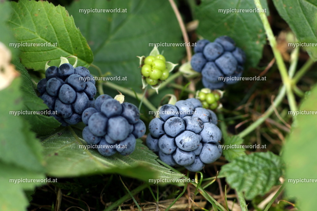 Kratzbeere-004 | Das Bilderarchiv über Tiere, Planzen und Landschaften. In der Bilddatenbank finden Sie ein große Auswahl an hochwertigen Bilder für Ihre Werbung - Realisiert mit Pictrs.com