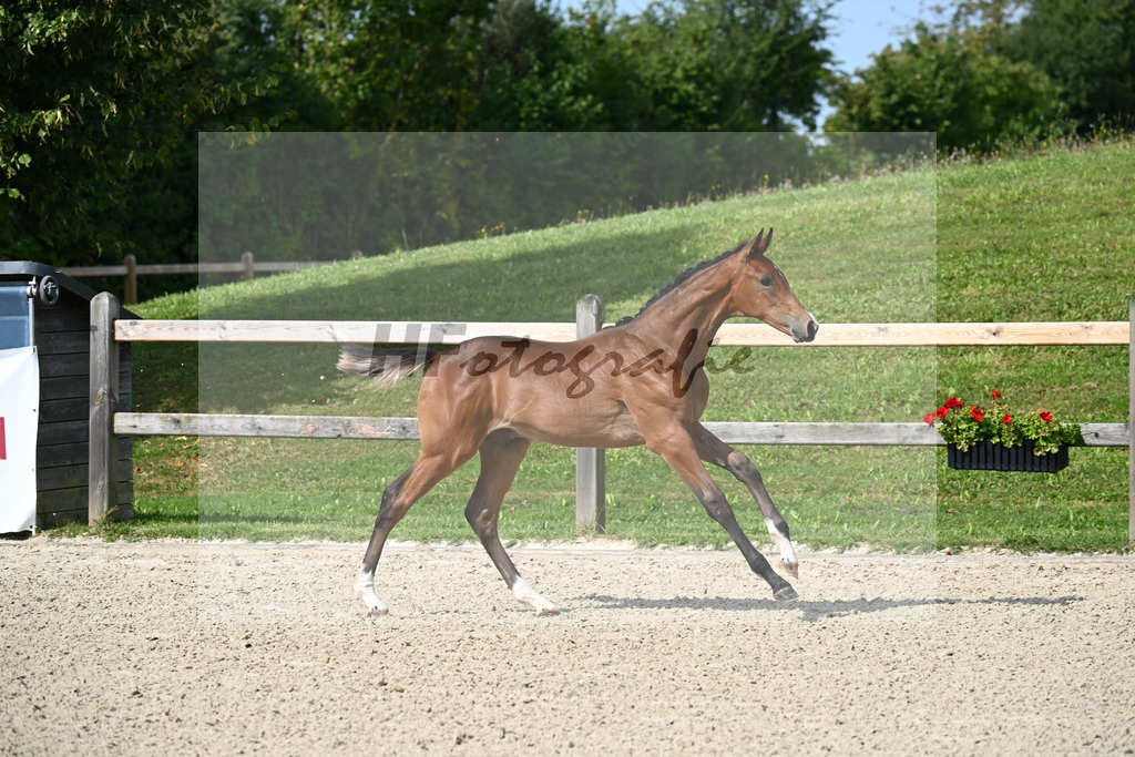 Dourkhan Hero Z x Lyjanero_HF_Fesl_29240091 | hf-fotografie - Realisiert mit Pictrs.com