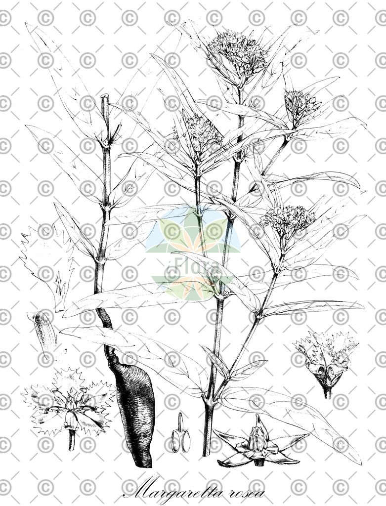 HistAbb_wfo-0000991503_1_ENZY_Simple | Historische Abbildung von Margaretta rosea - Apocynaceae | Historical Illustration of Margaretta rosea - Apocynaceae