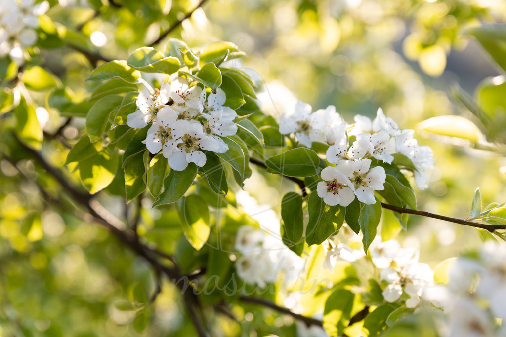 Birnbaumblüten | Ihre Fotografin im Lungau, ihre Fotografin im Mostviertel, Wandbilder Onlineshop, Imagefotos für Ihr Unternehmen,  - Realisiert mit Pictrs.com