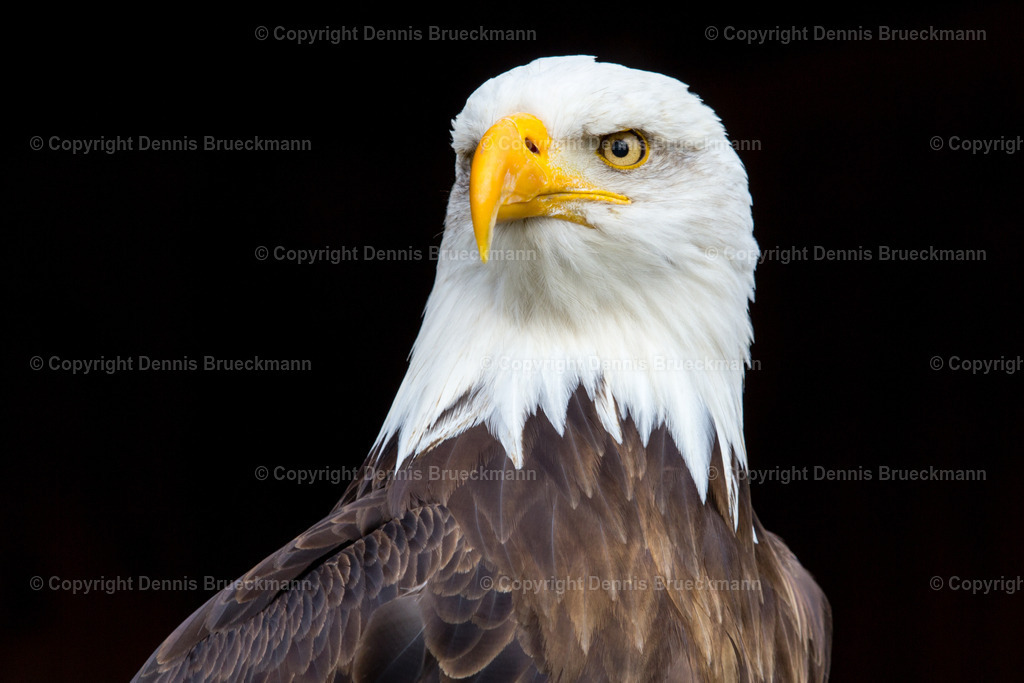 Weißkopfseeadler | Dennis-Brueckmann-Fotografie - Realisiert mit Pictrs.com