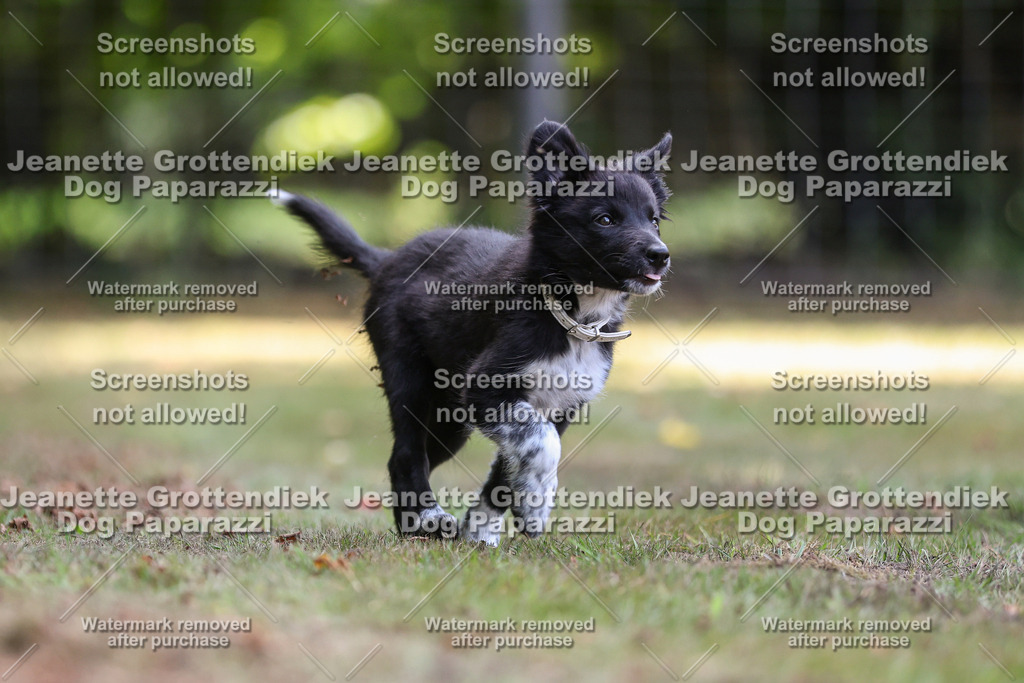 Dog Paparazzi -  Agiltiy Greffen 0826-546 Kopie | Dog Paparazzi Jeanette Grottendiek Fotografie & Videografie - Realisiert mit Pictrs.com