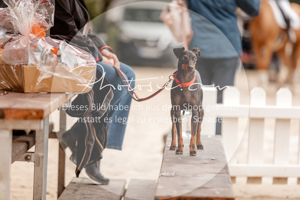 3I6A6063 | Stimmungsvolle Portraits und Reitsportfotografie im Ruhrgebiet und im Münsterland.

Pferdefotografie, Hundefotografie, Tierfotografie, Reportagen, Portraits von Tier und Mensch, Turnierfotografie in Bochum, Recklinghausen, Marl, Haltern am See, Dülmen.. - Realisiert mit Pictrs.com