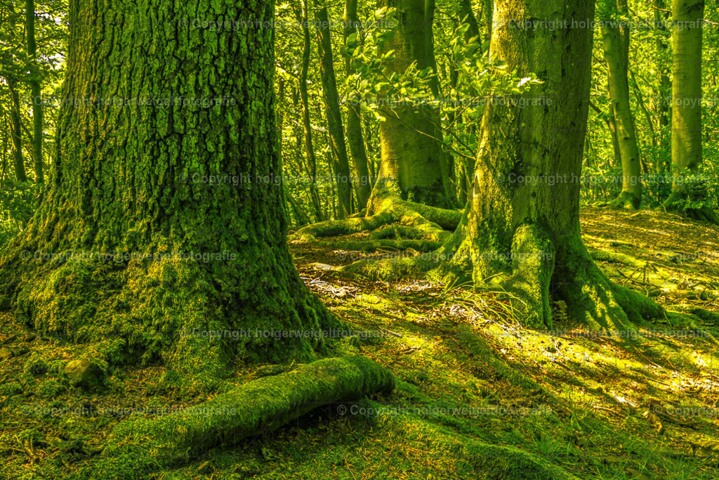 Wald | Kaufen sie online außergewöhnliche Fotografien auf Leinwand Acrylglas Fotoprint Aludibond von holgerweigeltfotografie - Realisiert mit Pictrs.com