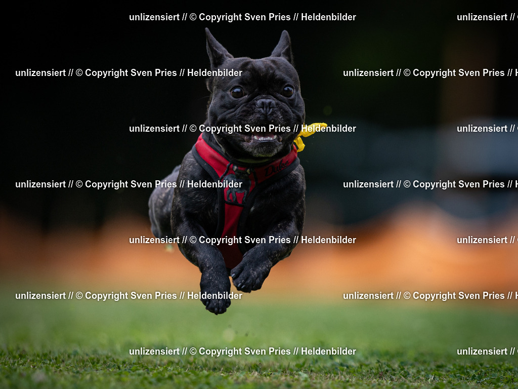 Sven Pries | 19. Allgemeines Hunderennen Karlsruhe Durlach - Realisiert mit Pictrs.com