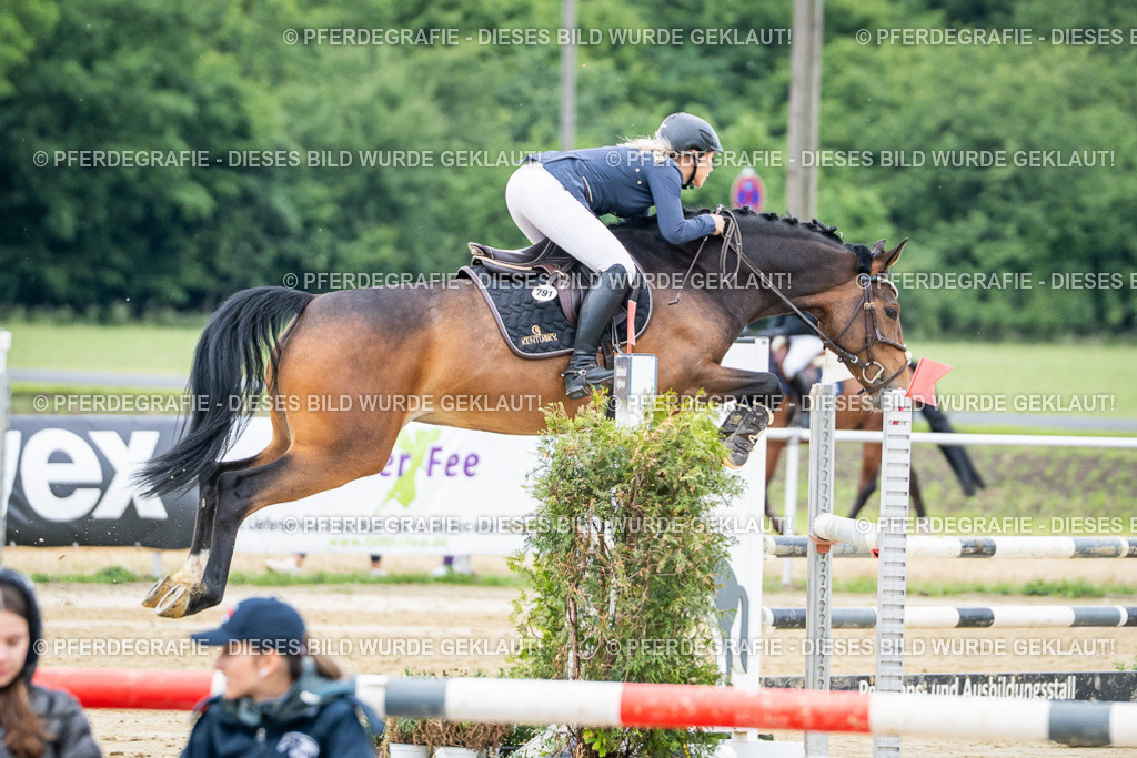 DSC04516 | Pferdegrafie