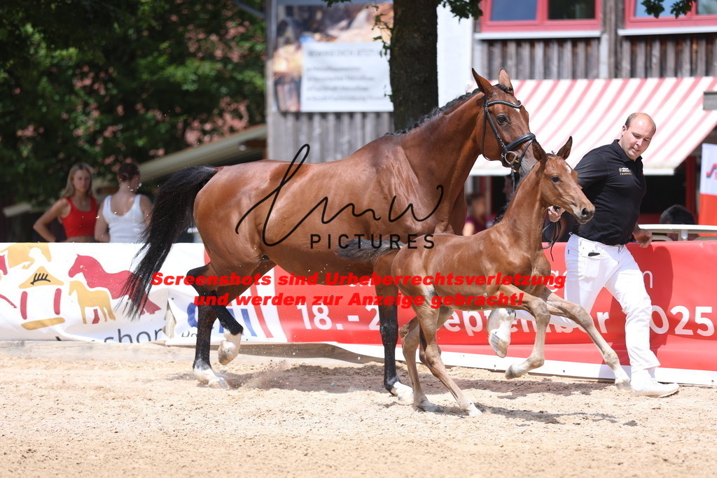 Fohlenschau_Schwäbisch_Hall_springbetonte_Fohlen_KN 19_13 | lmwpictures - Realisiert mit Pictrs.com