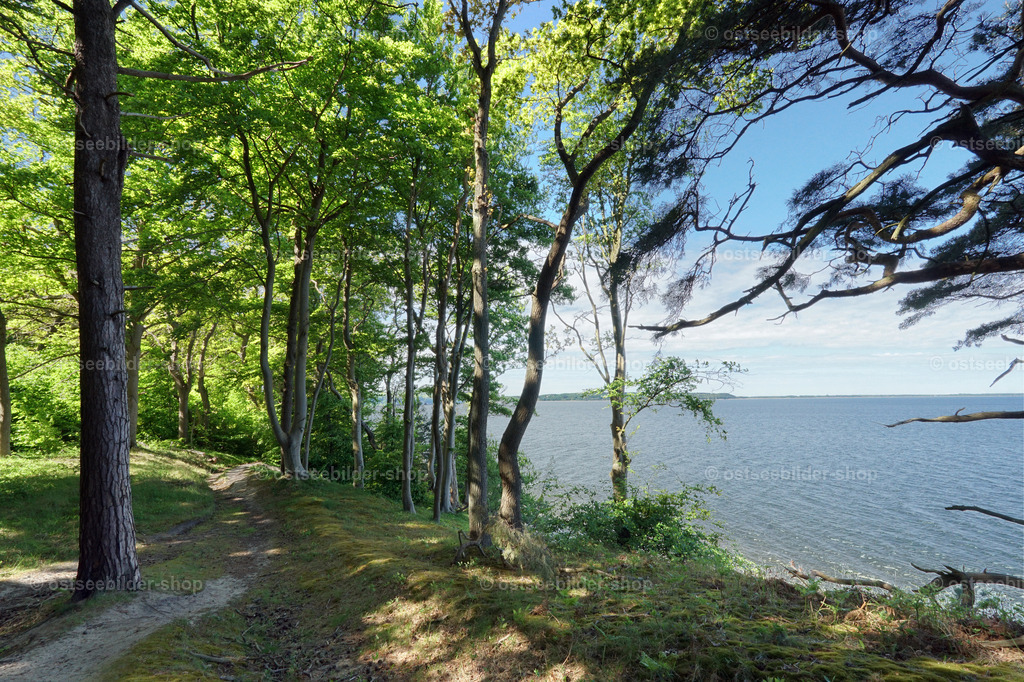 Wald am Hochufer | Das Bild zeigt den weiten Blick vom Hochufer bei Lietzow über den Jasmunder Bodden.