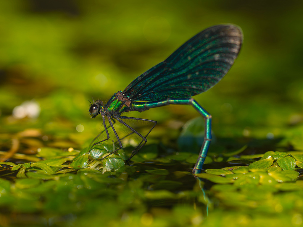 Neues Leben unter der Oberfläche | Balanceakt am Wasserspiegel – auf ihren filigranen Beinen sitzt diese Prachtlibelle über dem Teppich aus Wasserlinsen und legt ihre Eier an den Unterwasserpflanzen ab. ✨ Ein stiller, aber entscheidender Moment im Lebenszyklus dieser faszinierenden Insekten. - Realisiert mit Pictrs.com