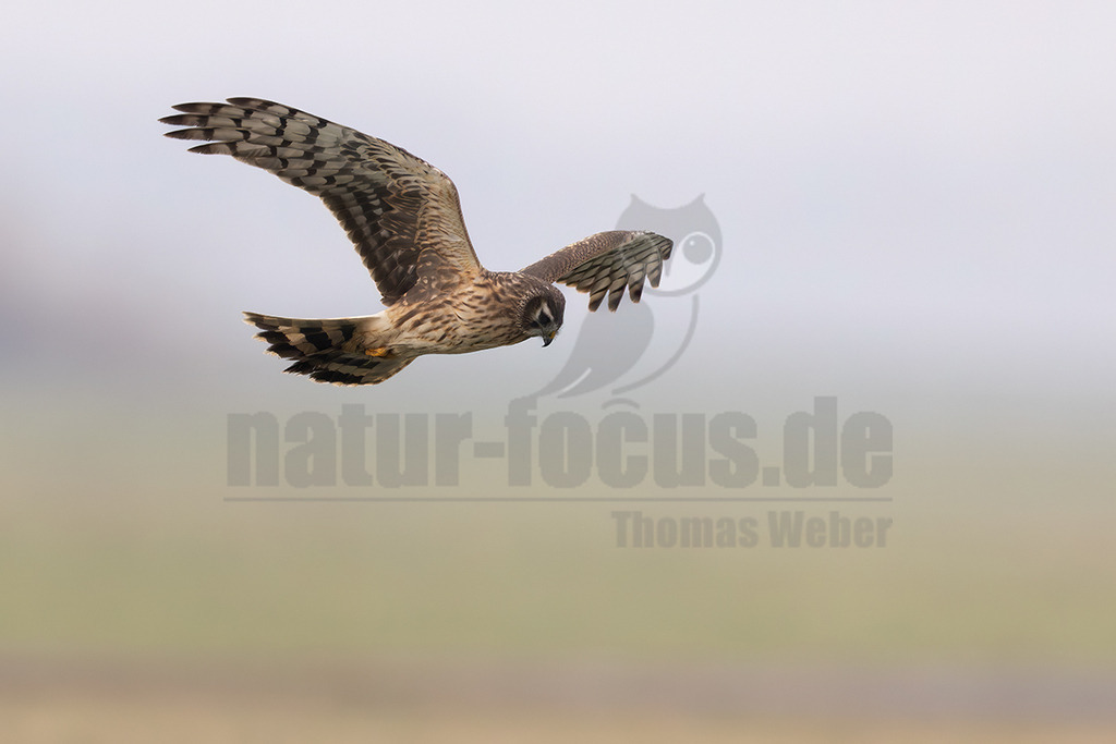 R6NF7158_20260125 | Eine weibliche Wiesenweihe (Circus cyaneus) gleitet mit weit ausgebreiteten, gebänderten Flügeln durch die Luft. Ihr braun gestreiftes Gefieder ist deutlich zu erkennen, während sie mit gesenktem Kopf nach unten blickt, was auf eine Interaktion mit der Umgebung oder die Suche nach Beute hindeutet. Der Hintergrund ist unscharf und zeigt einen hellen, bewölkten Himmel über einer diffusen, grünlich-braunen Landschaft. - Realisiert mit Pictrs.com