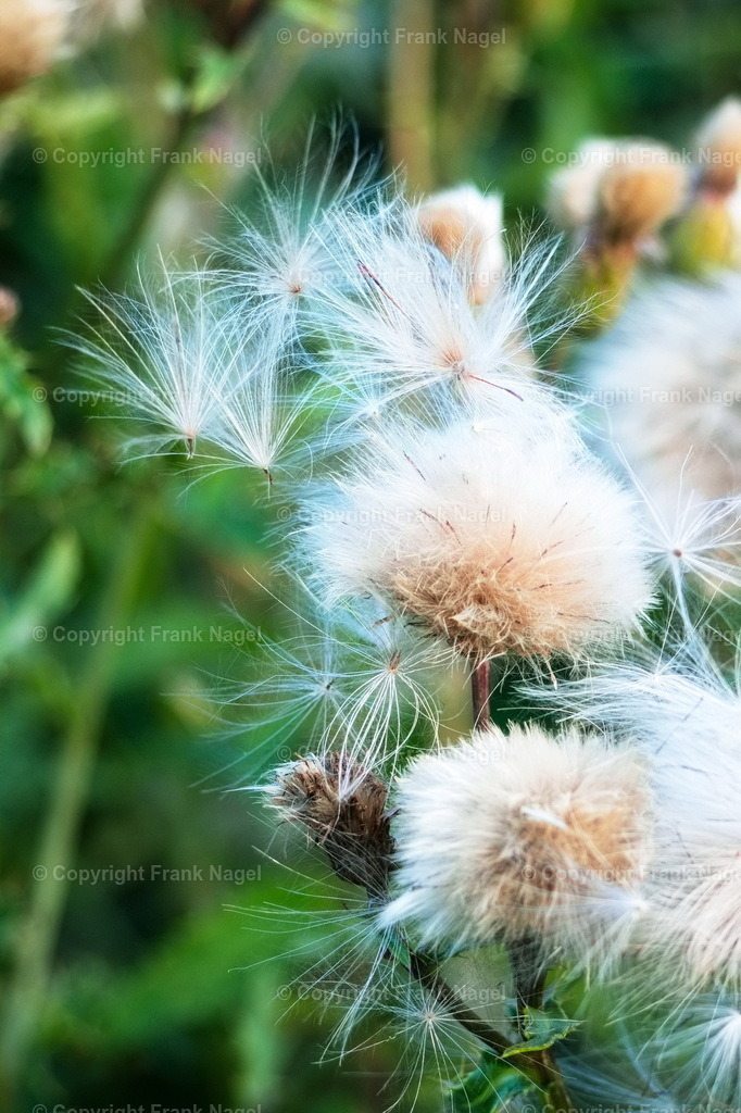 Baumwolldistel | Die Distel findet sich an Wegerändern und auf trockenen Böden. Die Aufnahme entstand in Bergen auf Rügen am Nonnensee - Realisiert mit Pictrs.com
